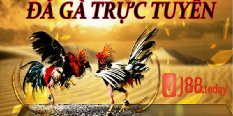 J88_Đá Gà Trực Tuyến Trên Mạng Những Điều Không Thể Bỏ Qua