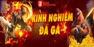 J88_Mẹo Đá Gà Online Giúp Bạn Kiếm Bộn Tiền Từ Nhà Cái