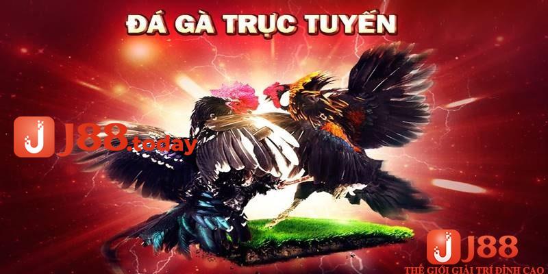 Đá gà online trên mạng