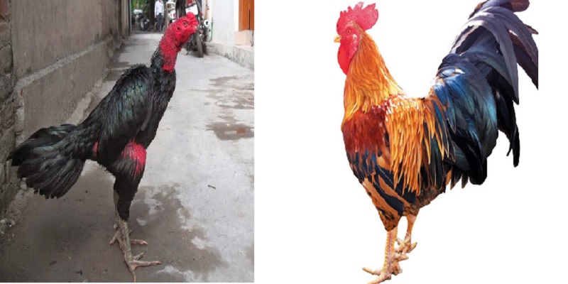 Sự khác biệt giữa gà nòi và gà cựa